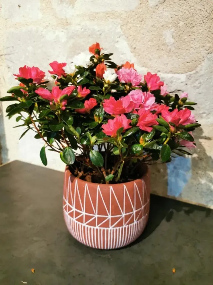 La plante fleurie surprise du moment