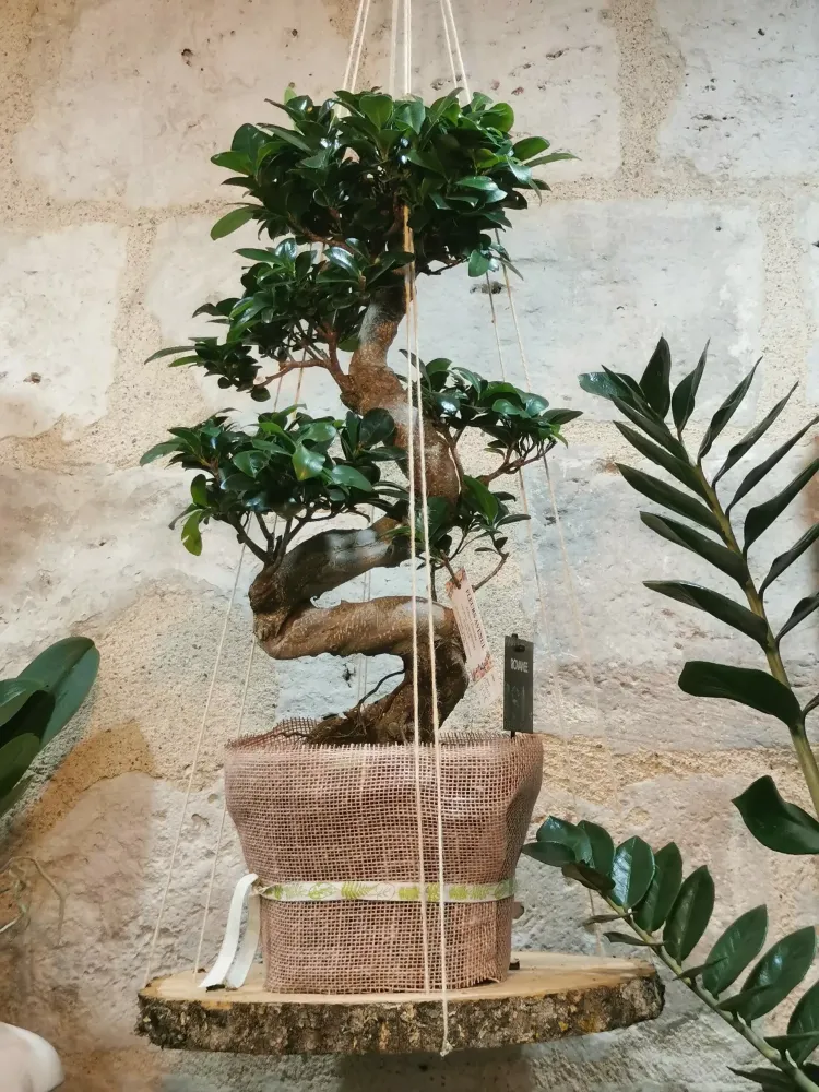 Ficus Ginseng Bonzaï