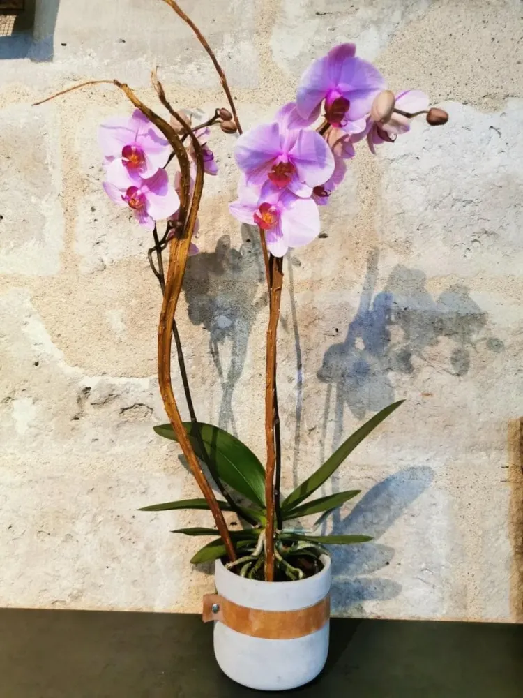 Notre Phalaenopsis