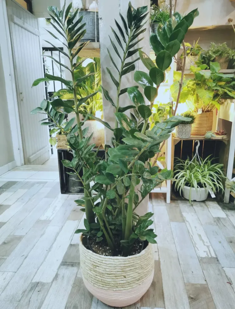 Notre Zamioculcas